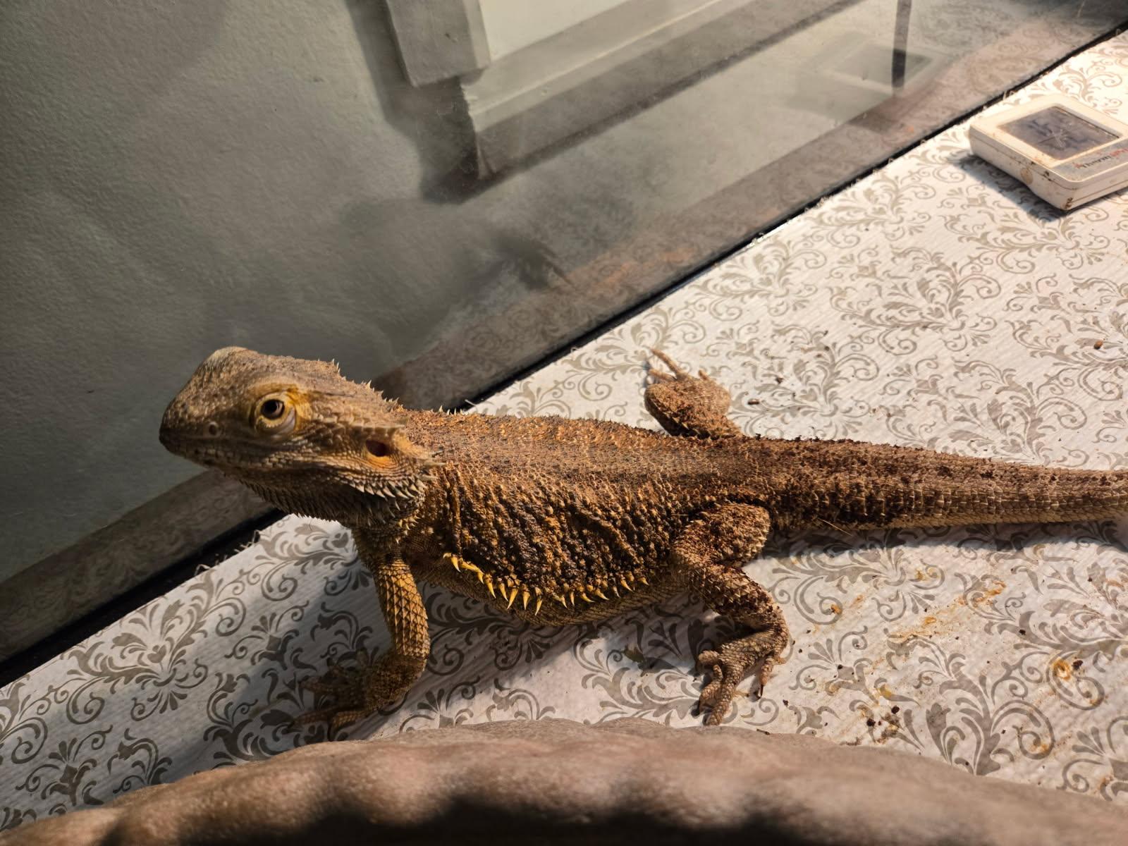 Tina, a Adoptable Bearded Dragon in Dearborn, MO image 3/3