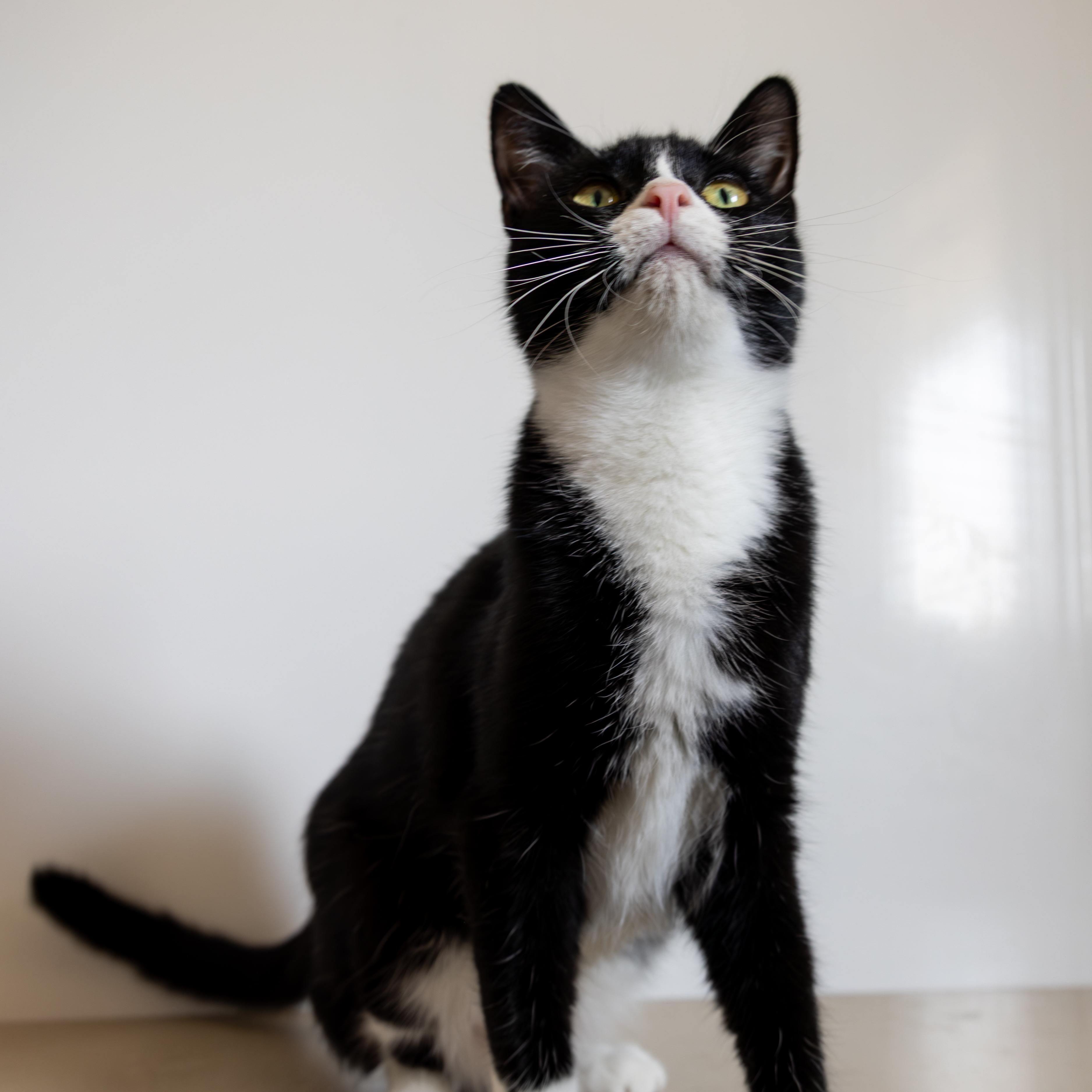 Hawk, an adoptable Domestic Short Hair in Richland Center, WI, 53581 | Photo Image 6