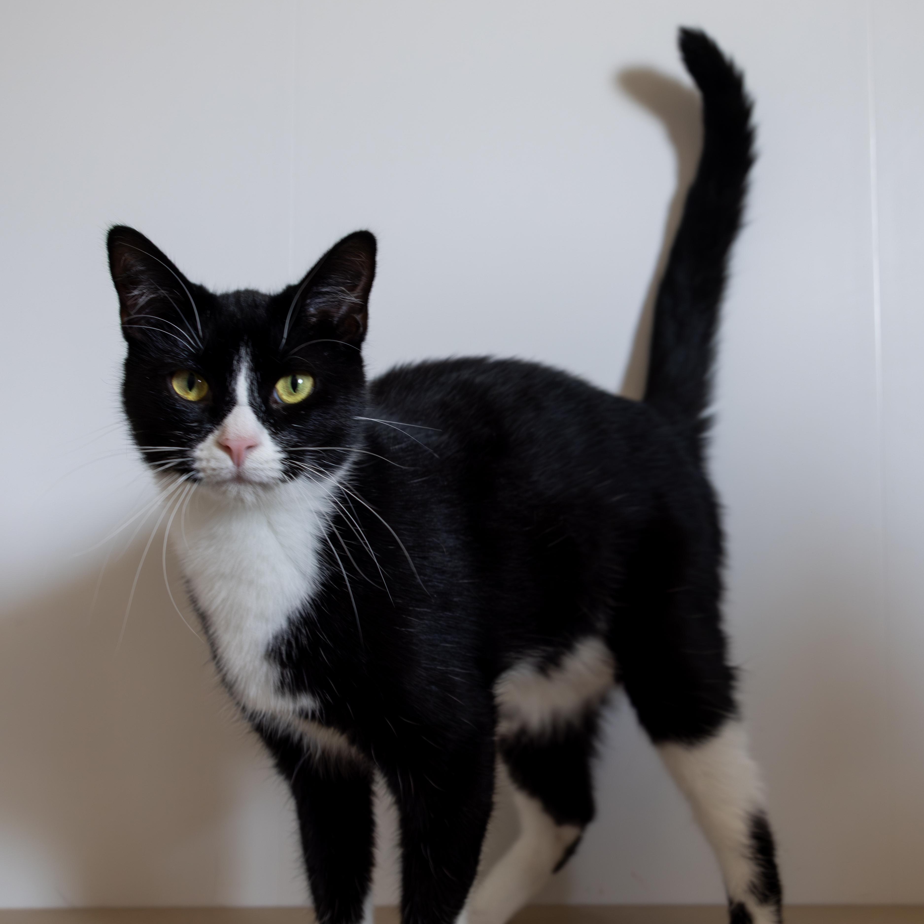 Hawk, an adoptable Domestic Short Hair in Richland Center, WI, 53581 | Photo Image 5