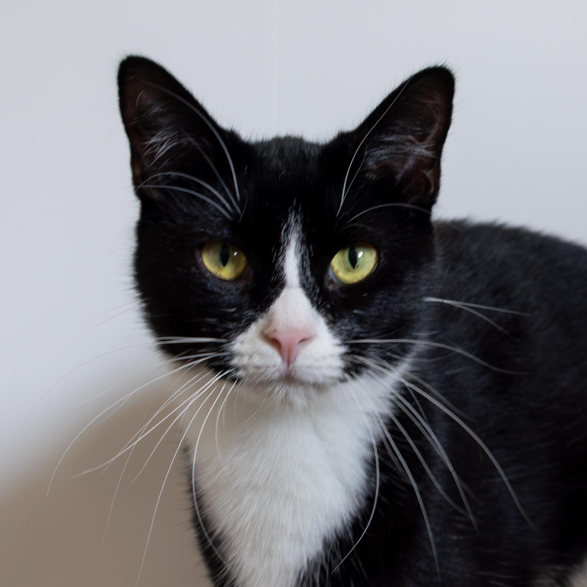 Hawk, an adoptable Domestic Short Hair in Richland Center, WI, 53581 | Photo Image 3