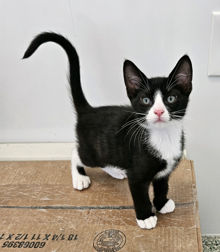 Hawk, Adult Male Domestic Short Hair