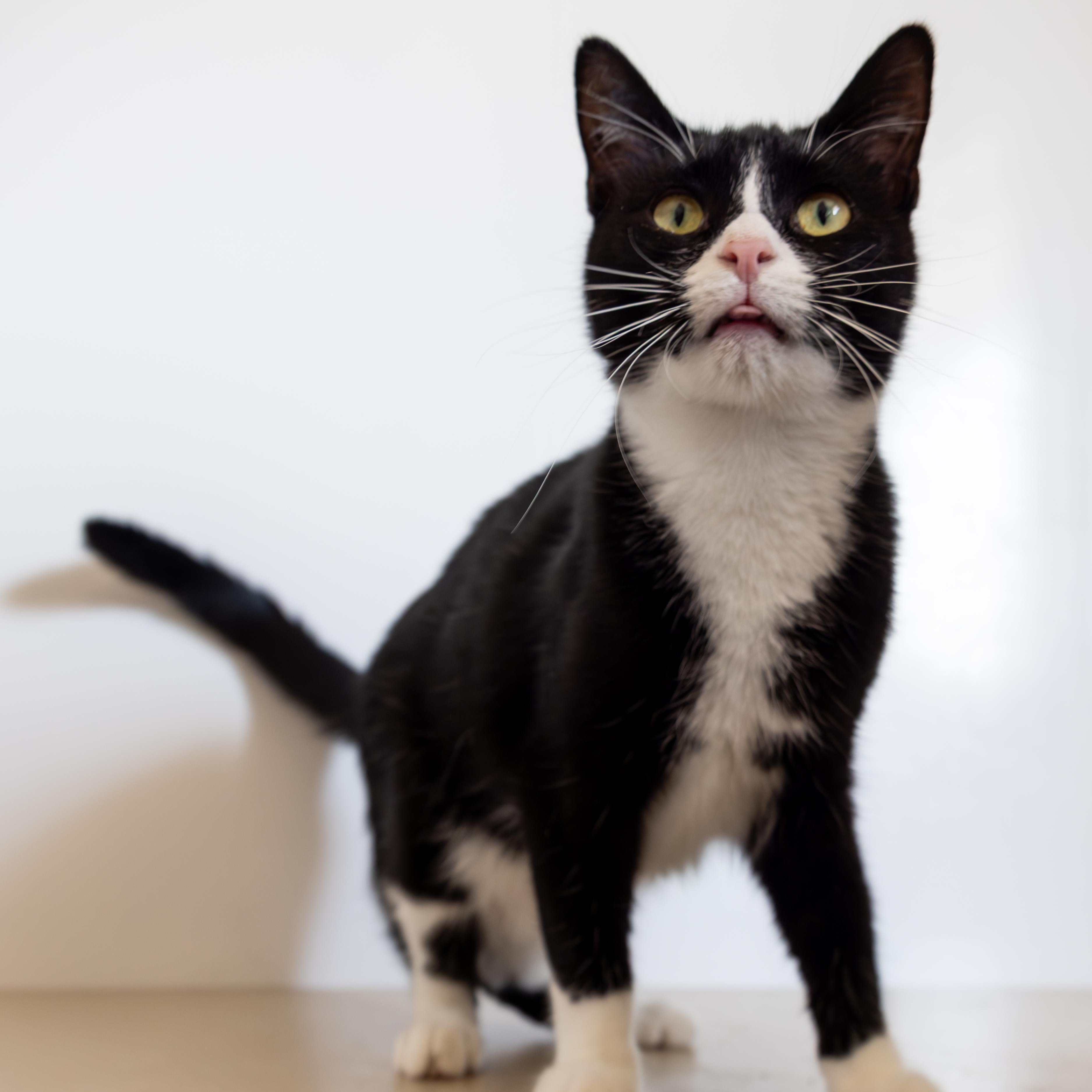 Hawk, an adoptable Domestic Short Hair in Richland Center, WI, 53581 | Photo Image 1