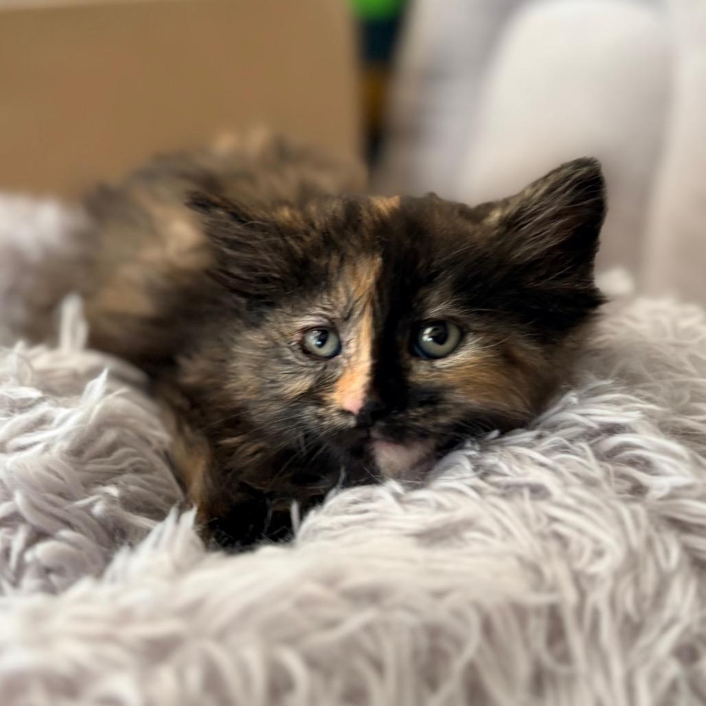 Fran, ADOPTABLE, Young Female Domestic Medium Hair.