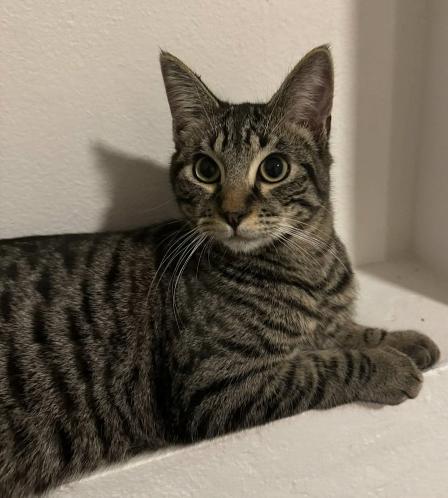 Nev (Bonded with Neith), ADOPTABLE, Kitten Male Domestic Short Hair.