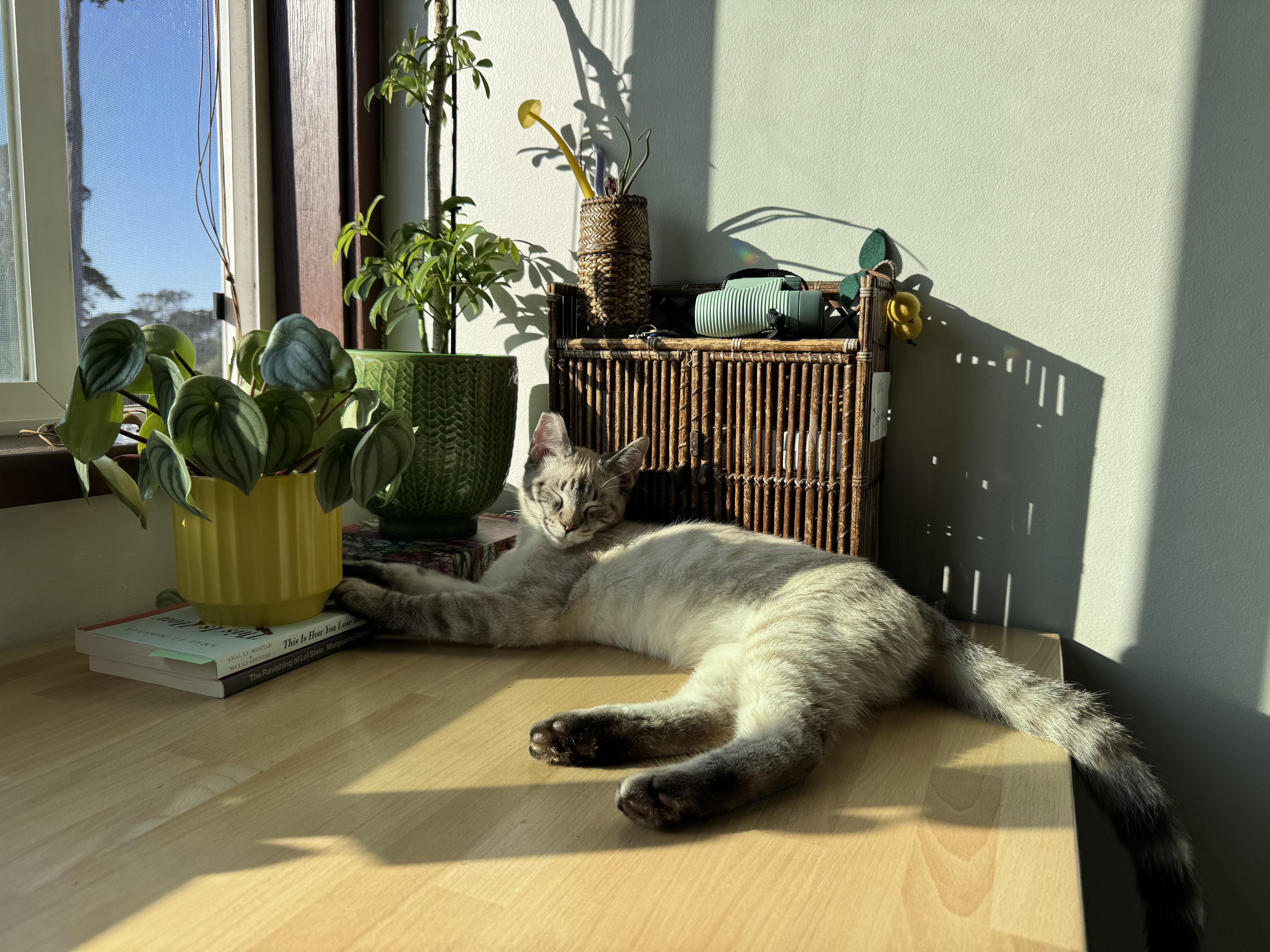 Enlarge Enoki (adopted), an adopted mixed breed in San Francisco, CA image 3/4