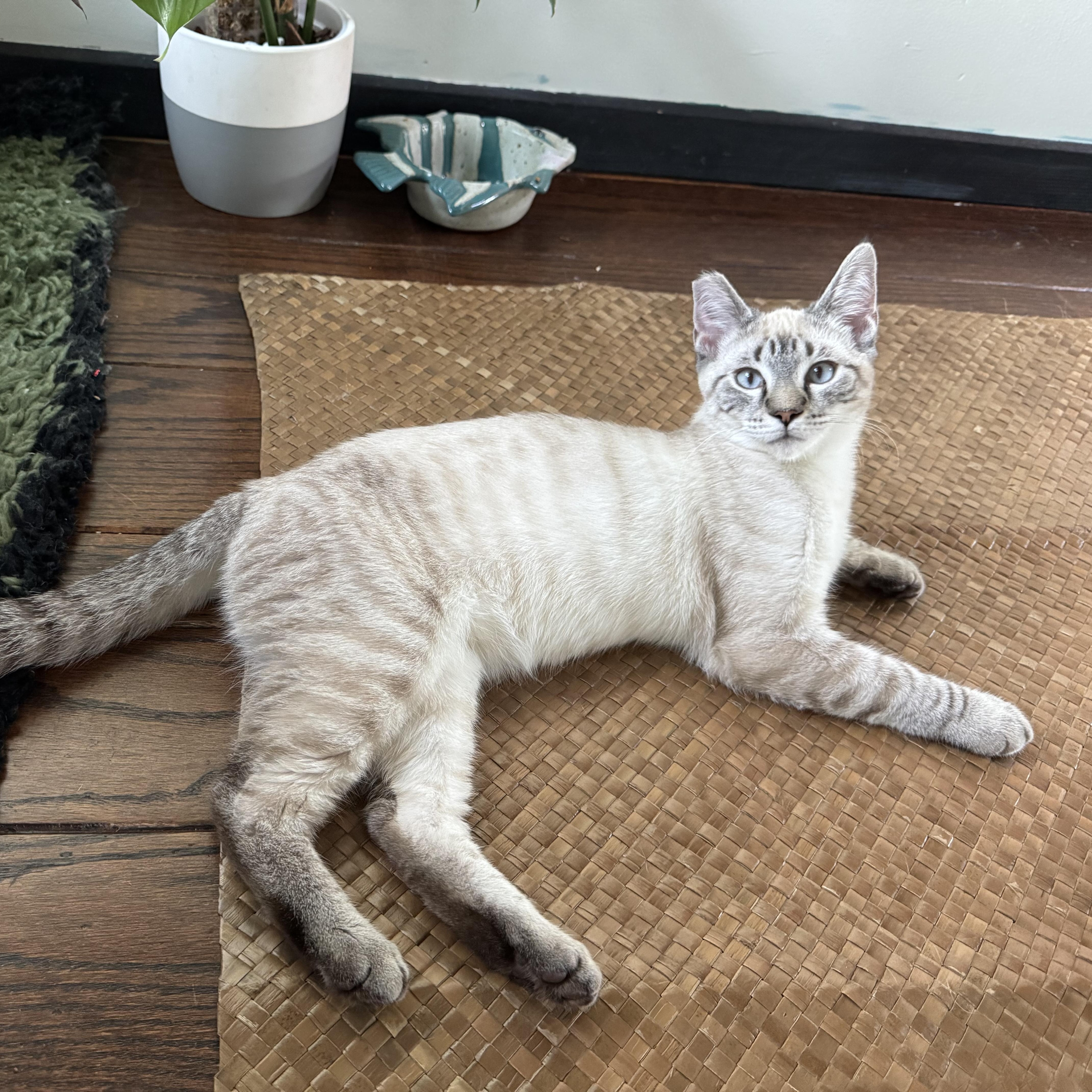 Enlarge Enoki (adopted), an adopted mixed breed in San Francisco, CA image 2/4