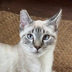 Enoki (adopted), adopted, Kitten Male Domestic Short Hair & Siamese.