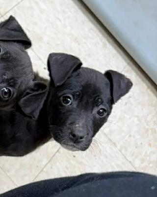 Izzy, ADOPTABLE, Puppy Female Pit Bull Terrier.