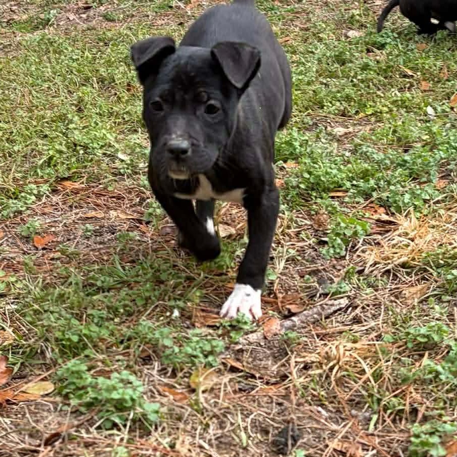 Enlarge Izzy, a ADOPTABLE mixed breed in Bristol, VT image 2/3