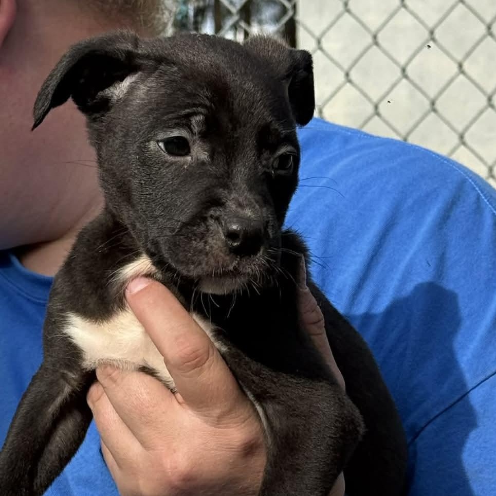 Enlarge Izzy, a ADOPTABLE mixed breed in Bristol, VT image 3/3