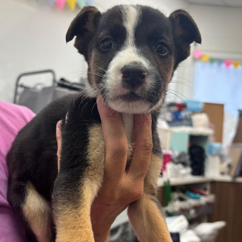 Sabrina, Adoptable, Puppy Female Mixed Breed.