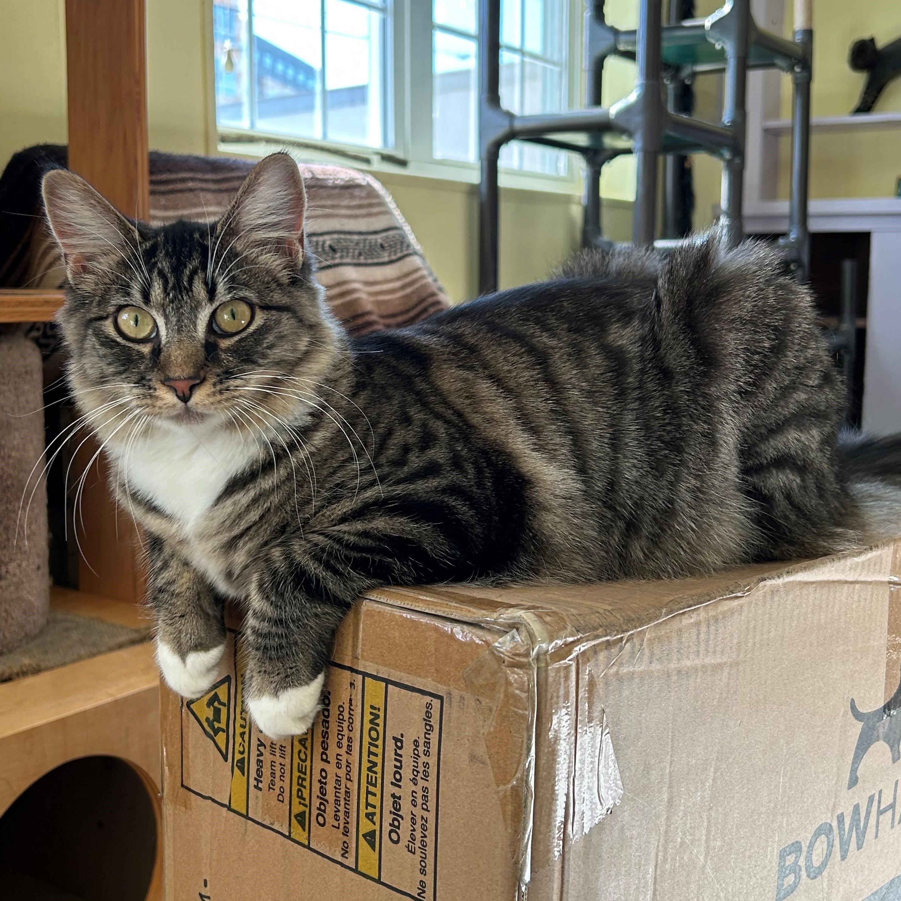 Enlarge MEKA, an adopted Domestic Medium Hair in Mount Rainier, MD image 1/6