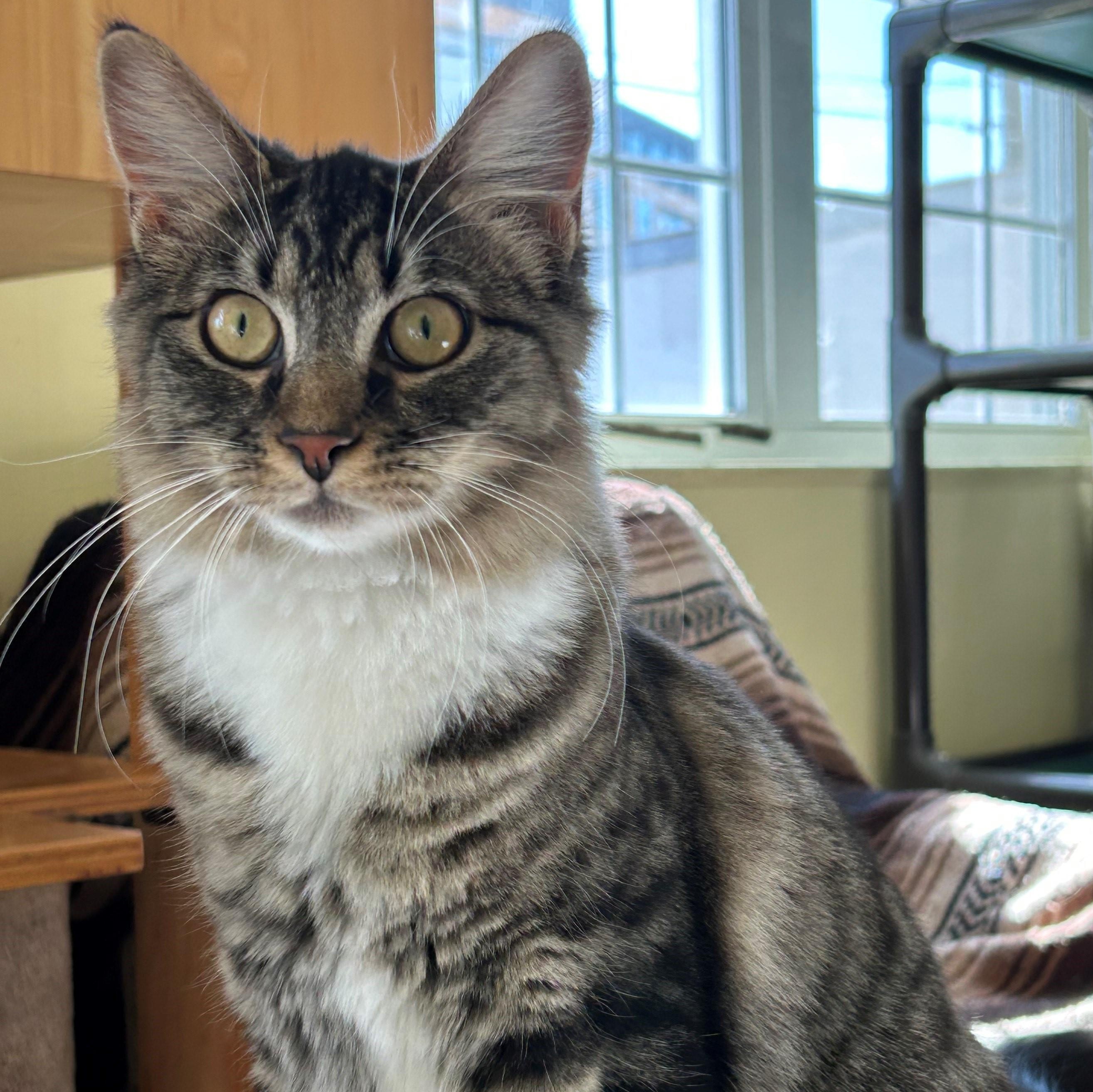Enlarge MEKA, an adopted Domestic Medium Hair in Mount Rainier, MD image 6/6
