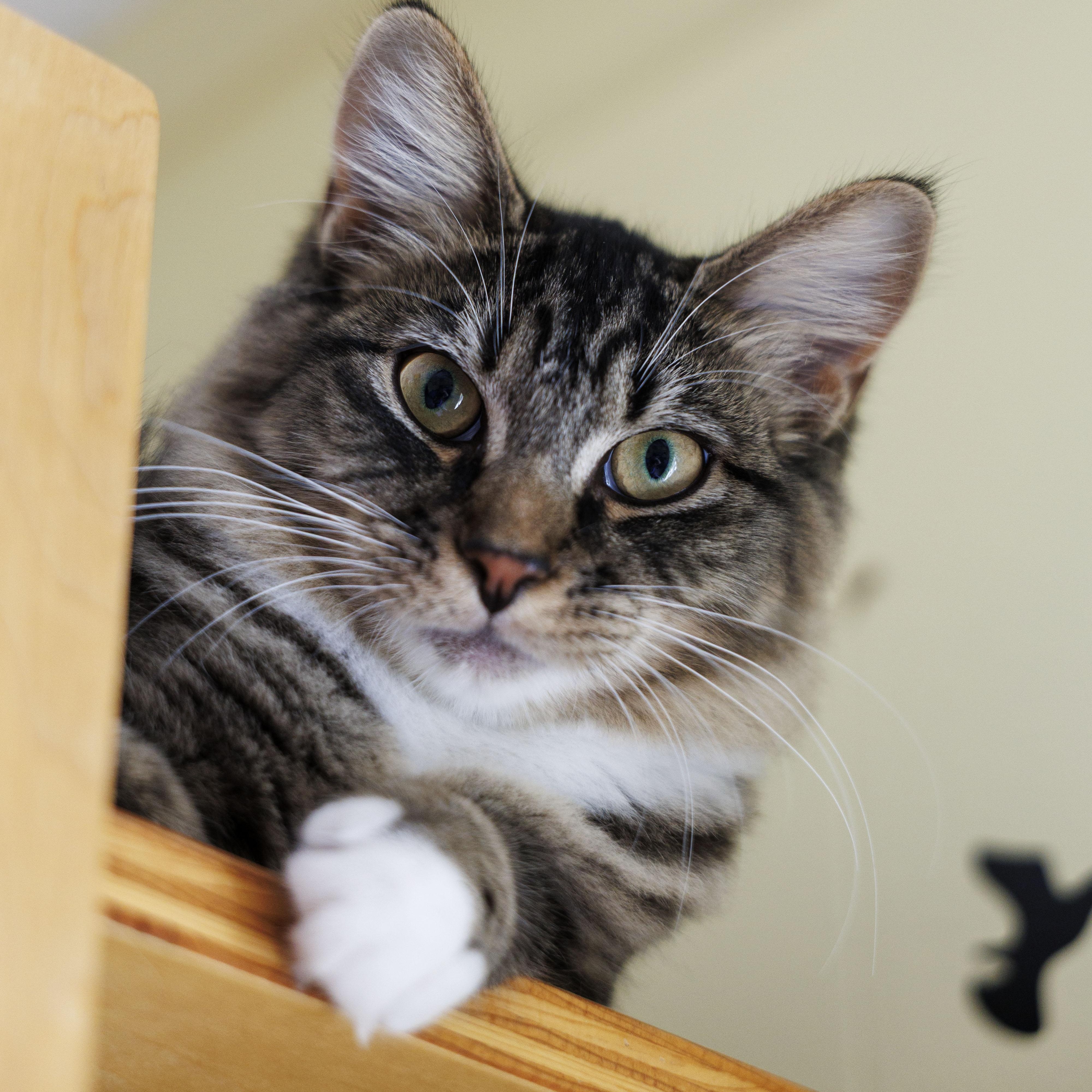 MEKA, Adoptable, Kitten Female Domestic Medium Hair.