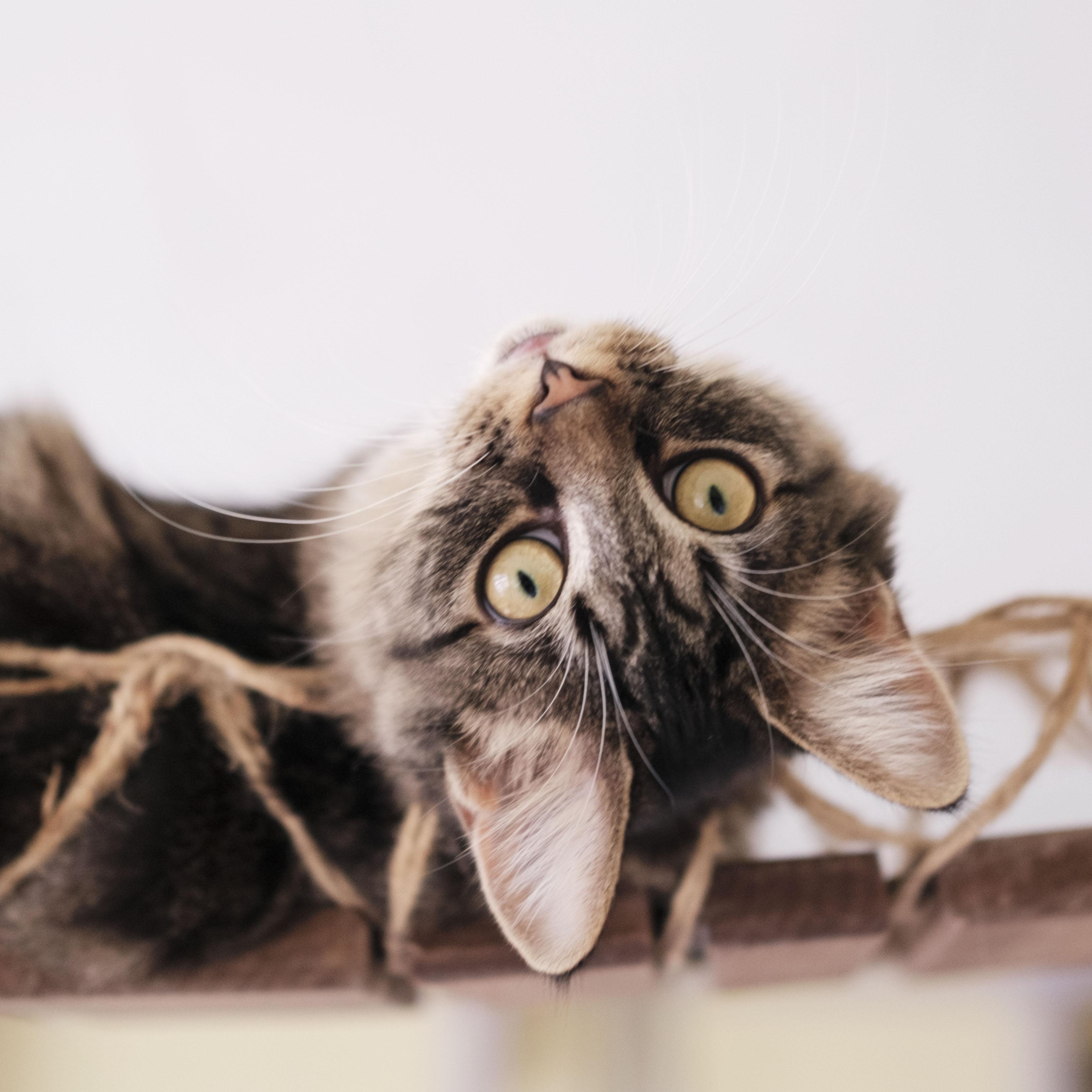 Enlarge MEKA, an adopted Domestic Medium Hair in Mount Rainier, MD image 2/6