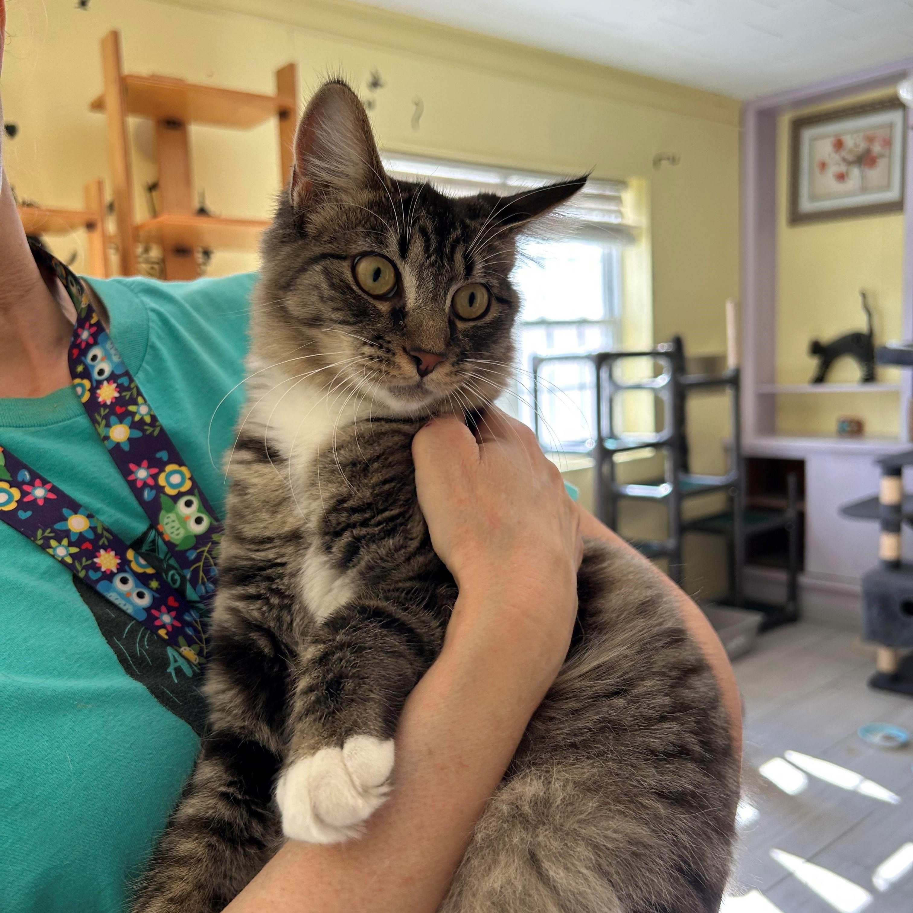 Enlarge MEKA, an adopted Domestic Medium Hair in Mount Rainier, MD image 5/6