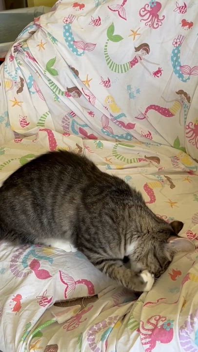 Enlarge MEKA, an adopted Domestic Medium Hair in Mount Rainier, MD video 4/6