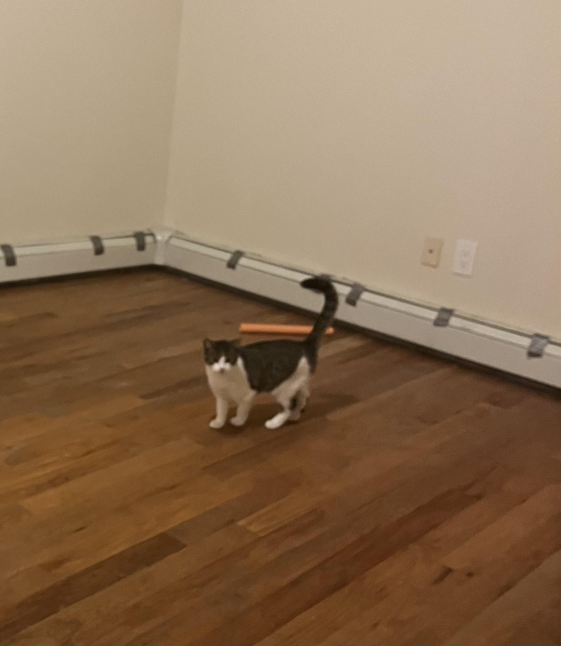 BOLINA, Adoptable, Young Female American Shorthair.