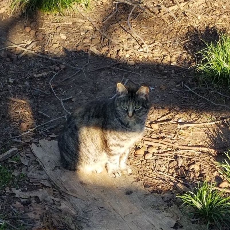 Enlarge Tiny, a Adoptable mixed breed in Monroe, TN image 1/4