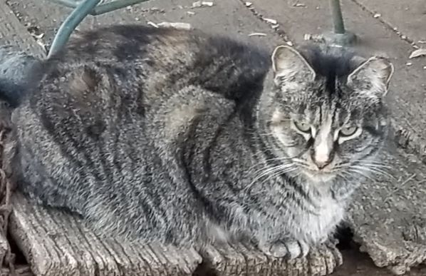 Enlarge Tiny, a Adoptable mixed breed in Monroe, TN image 2/4