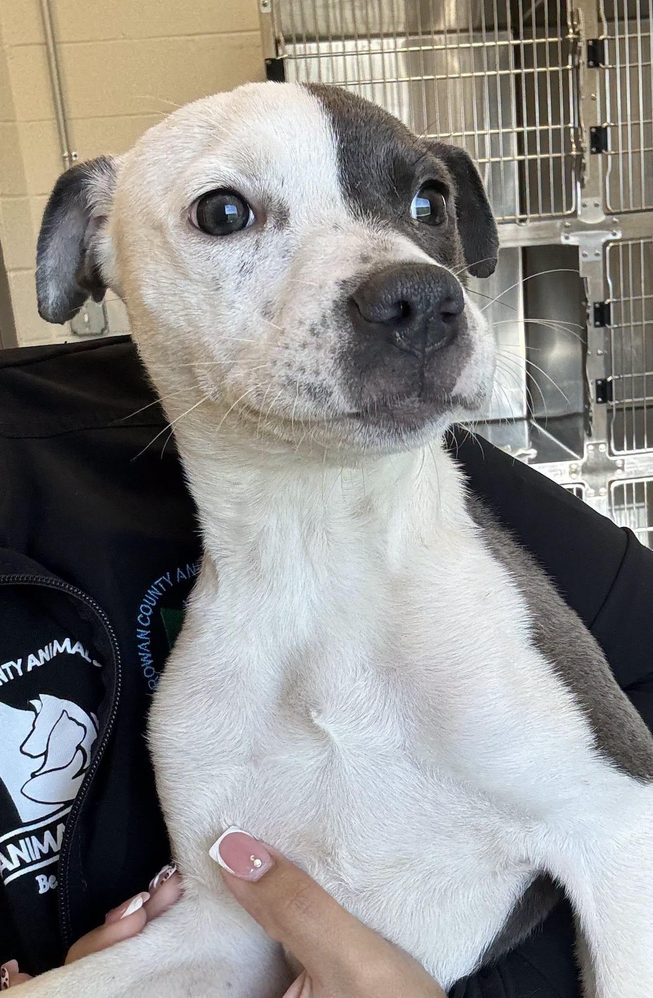 Bubbles, Adopted, Puppy Female Pit Bull Terrier.