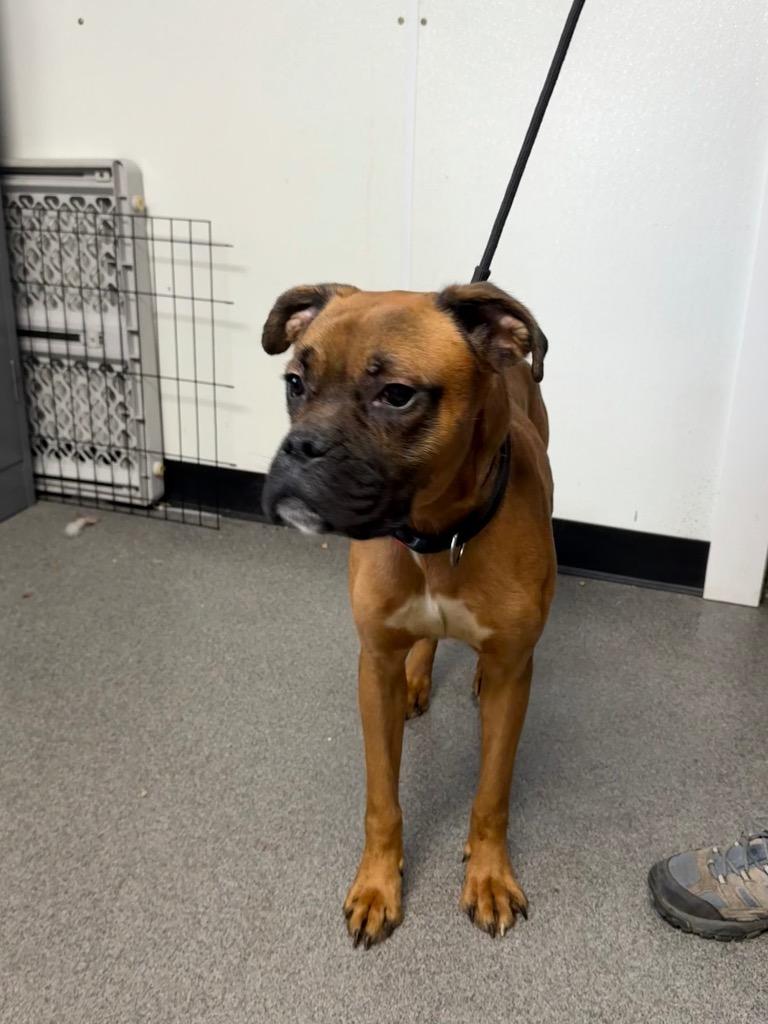 Enlarge Bolt, a Adopted mixed breed in Lunenburg, VT image 1/3