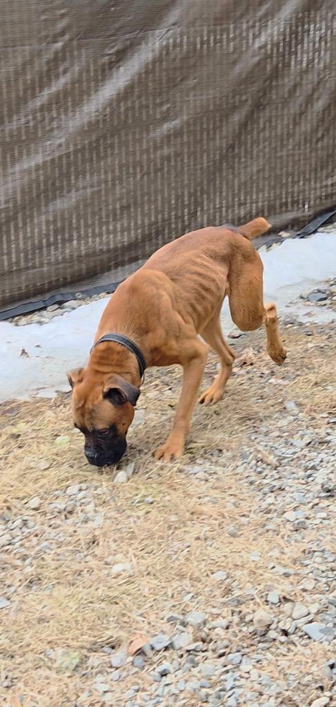 Enlarge Bolt, a Adopted mixed breed in Lunenburg, VT image 2/3