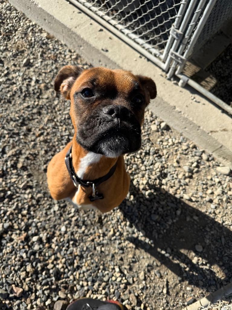 Enlarge Bolt, a Adopted mixed breed in Lunenburg, VT image 3/3