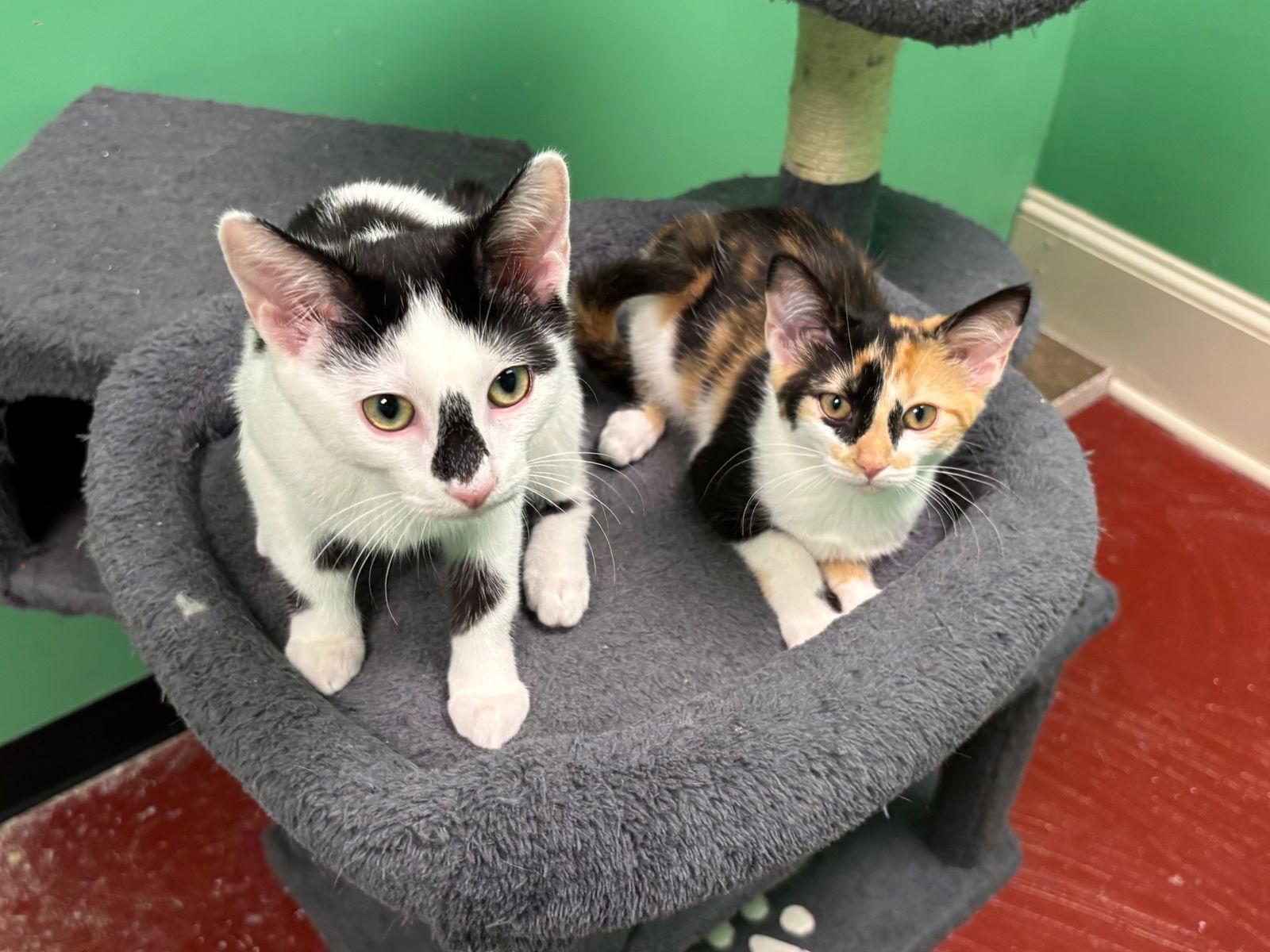 Blueberry, Adopted, Young Male Tabby.