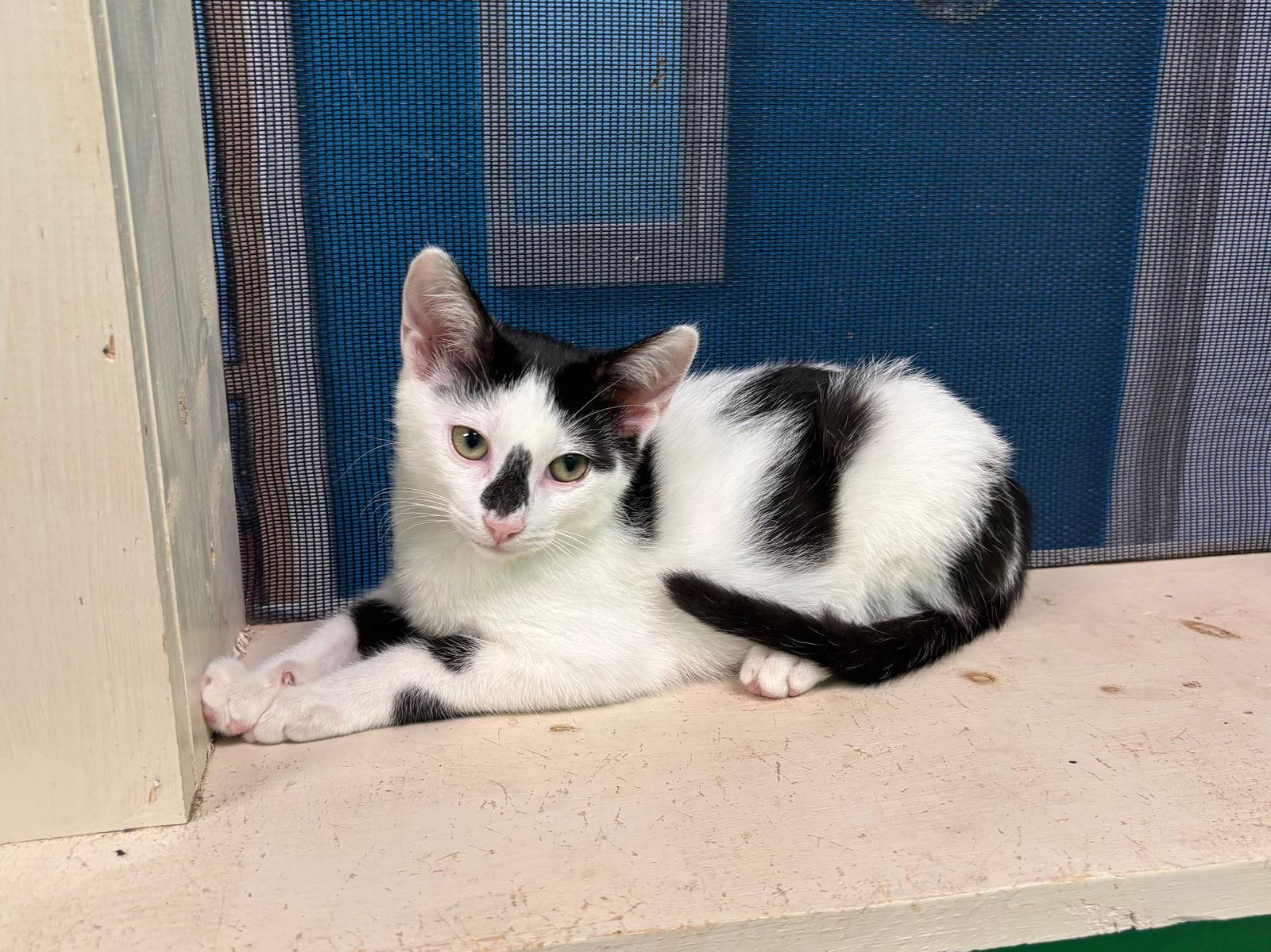 Blueberry, a Adopted Tabby in Stone Mountain, GA image 2/3