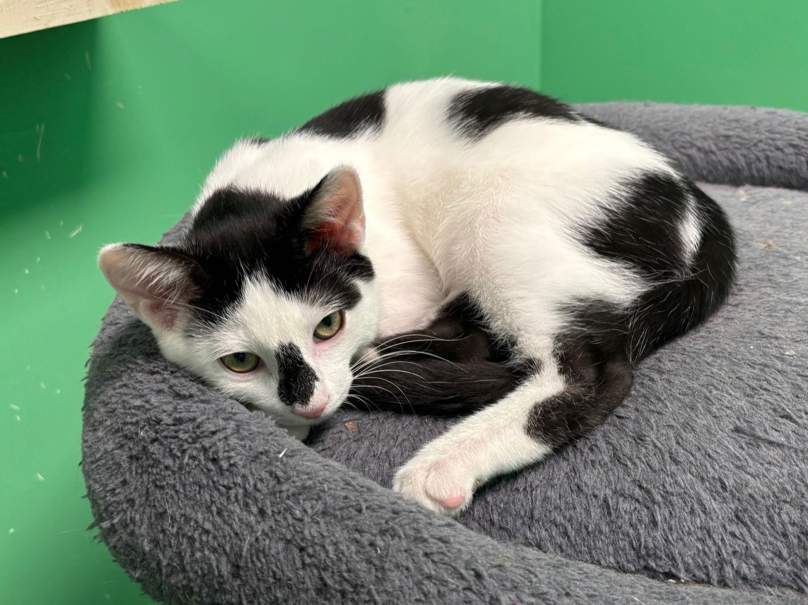 Blueberry, a Adopted Tabby in Stone Mountain, GA image 3/3