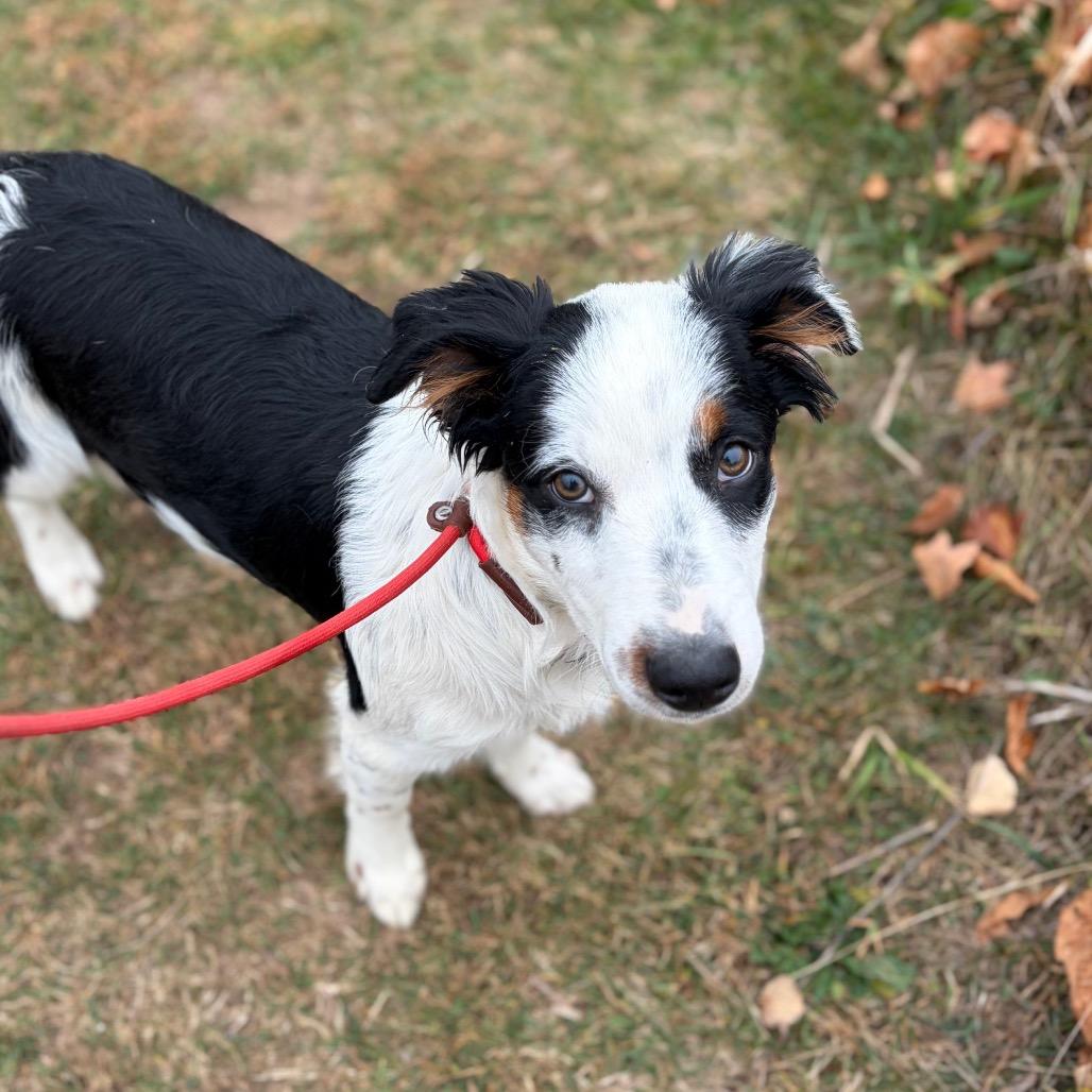 Enlarge Bandit, a Adoptable mixed breed in Park Falls, WI image 1/3