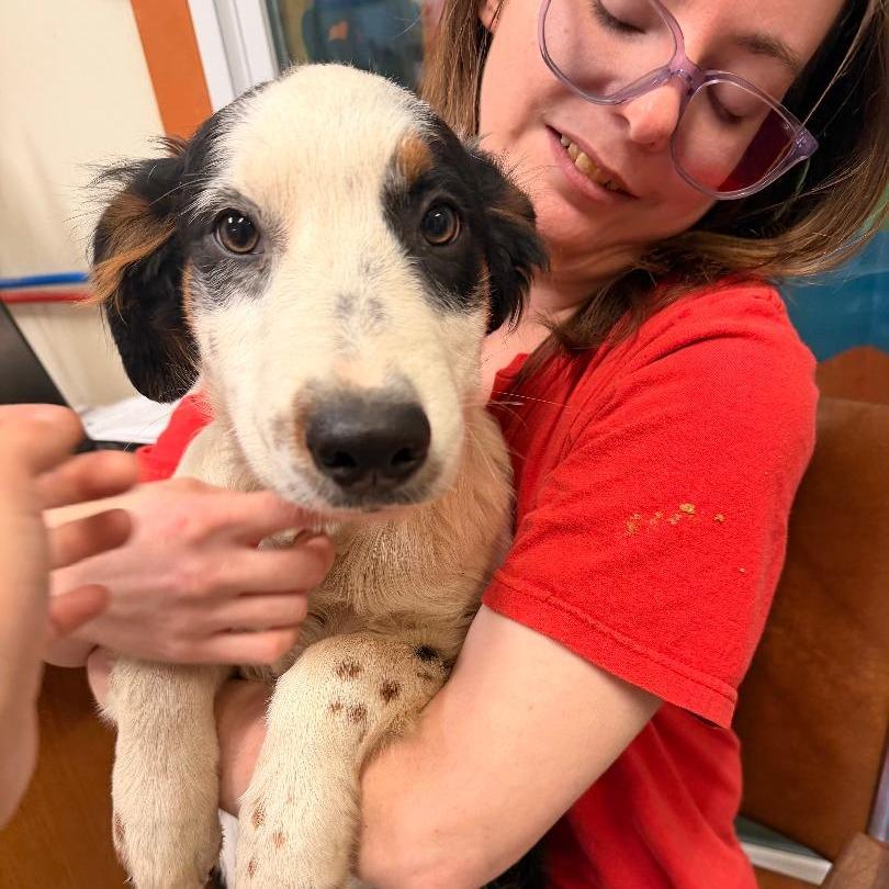 Bandit, Adoptable, Puppy Male Border Collie & Mixed Breed.