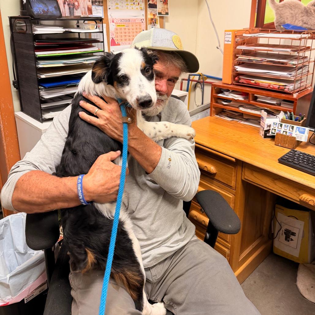 Enlarge Bandit, a Adoptable mixed breed in Park Falls, WI image 3/3