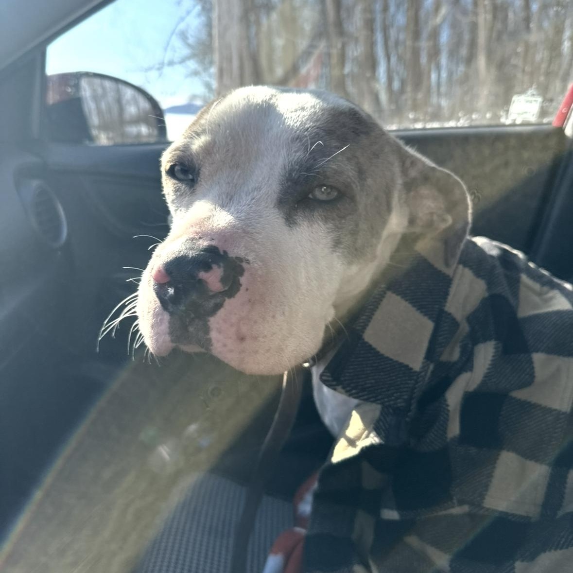 Ivy, an adoptable mixed breed in Mansfield, OH image 3/4