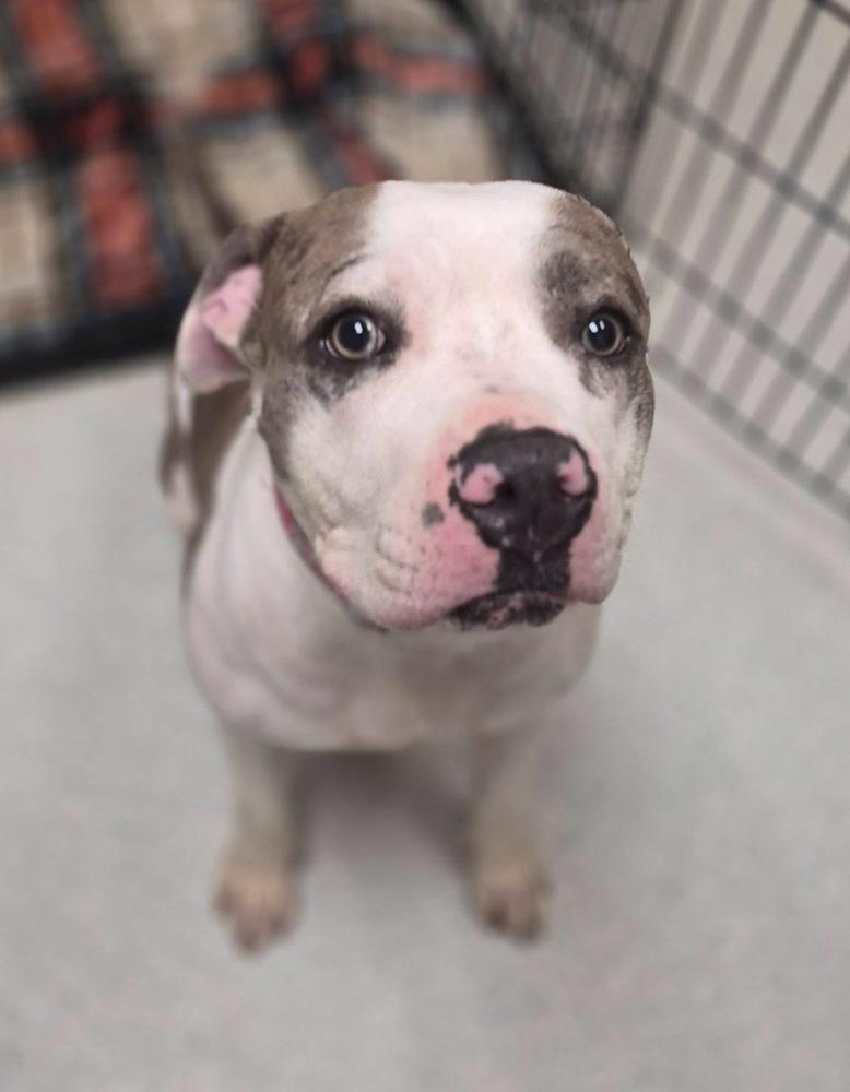 Ivy, adoptable, Adult Female American Bulldog.