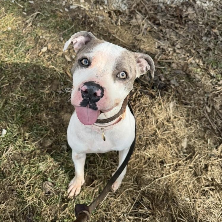 Ivy, an adoptable mixed breed in Mansfield, OH image 4/4