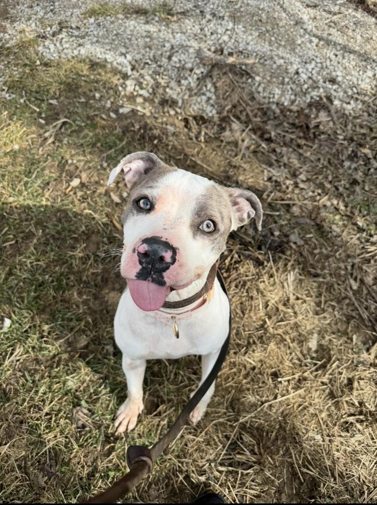 Enlarge Ivy, an adopted mixed breed in Mansfield, OH image 1/1