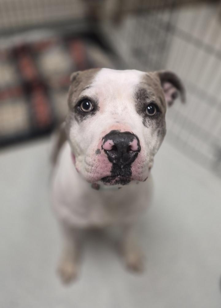 Ivy, an adoptable mixed breed in Mansfield, OH image 2/4