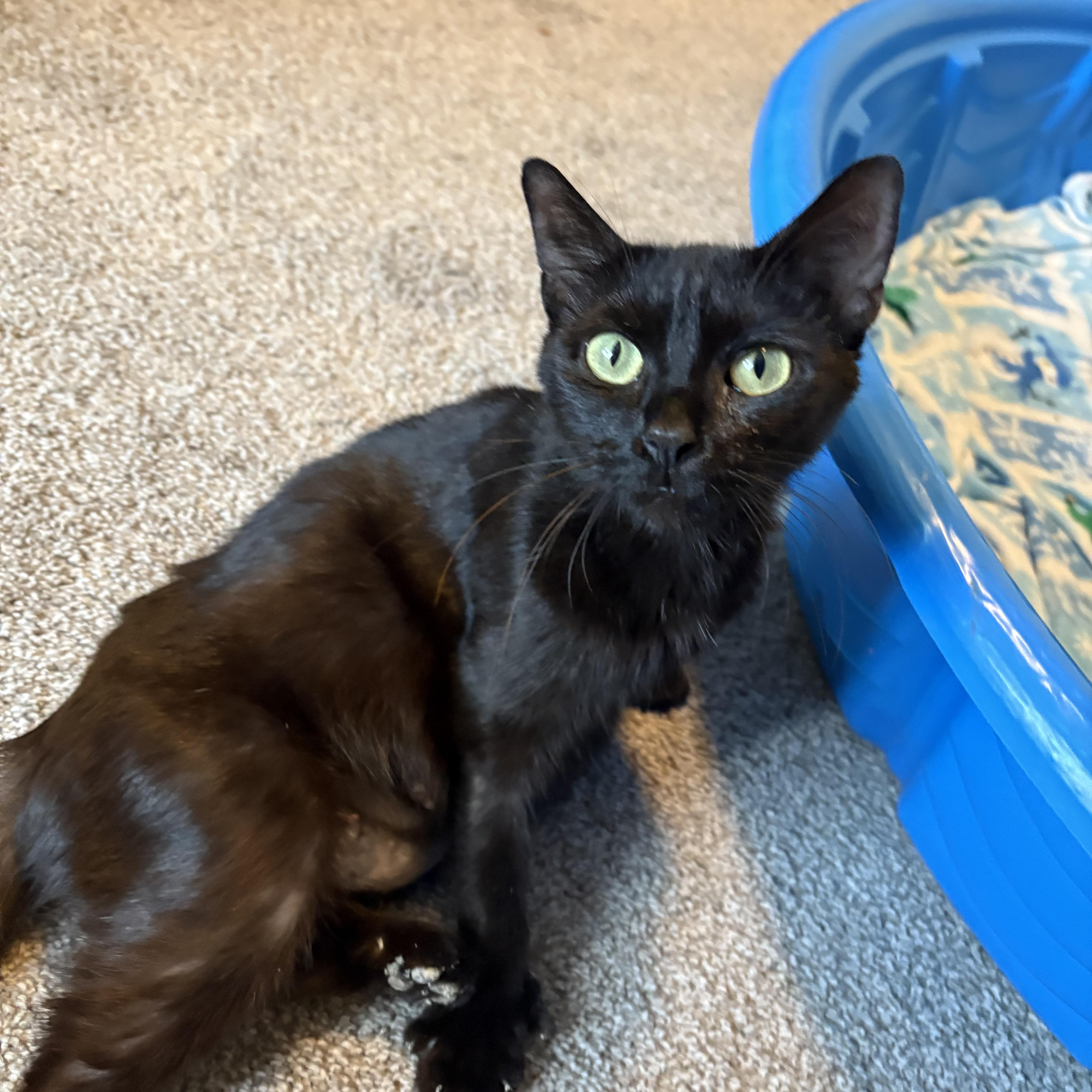 Ysera, a Adoptable mixed breed in Youngstown, FL image 5/6