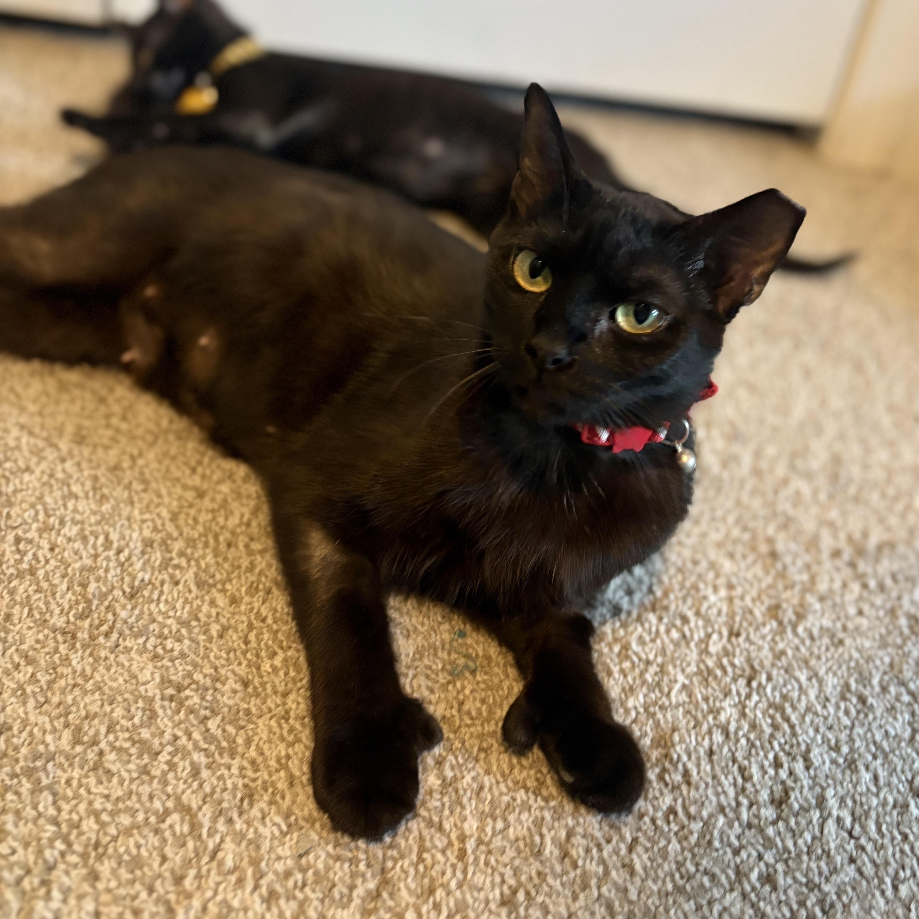 Ysera, an adoptable Domestic Medium Hair in Youngstown, FL, 32466 | Photo Image 3