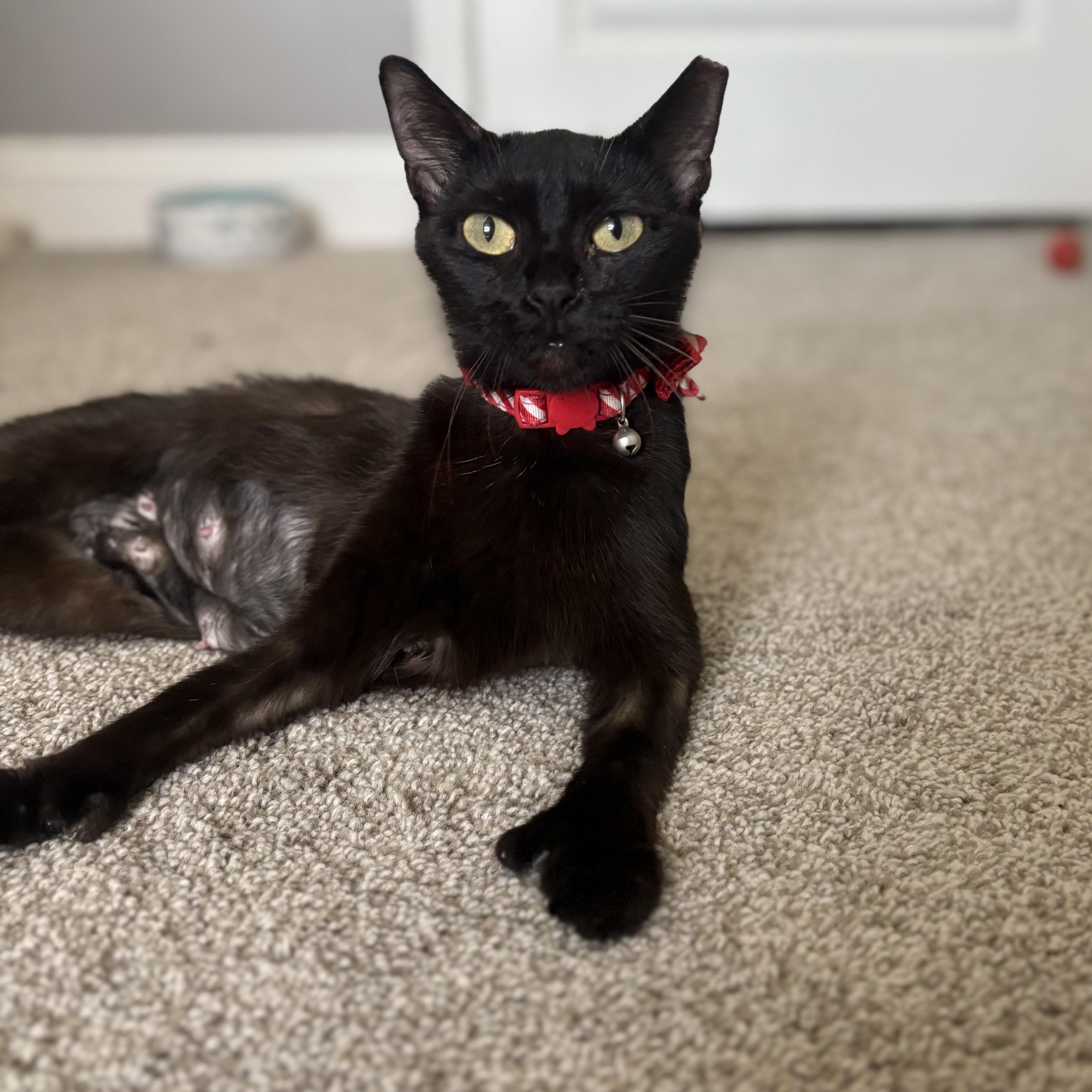 Ysera, an adoptable Domestic Medium Hair in Youngstown, FL, 32466 | Photo Image 1