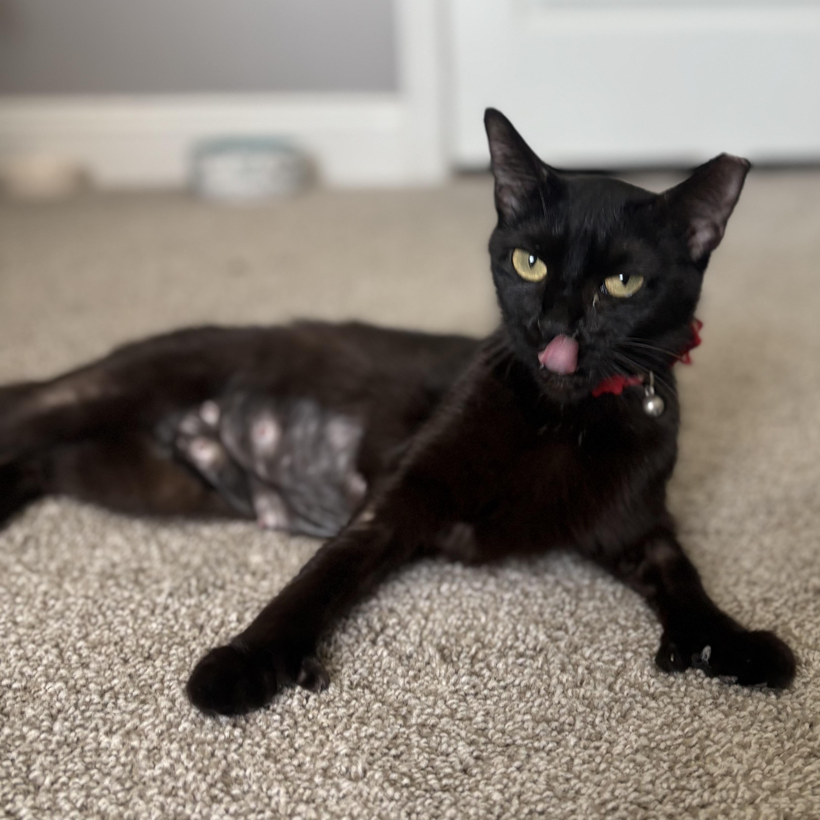 Ysera, a Adoptable mixed breed in Youngstown, FL image 2/6