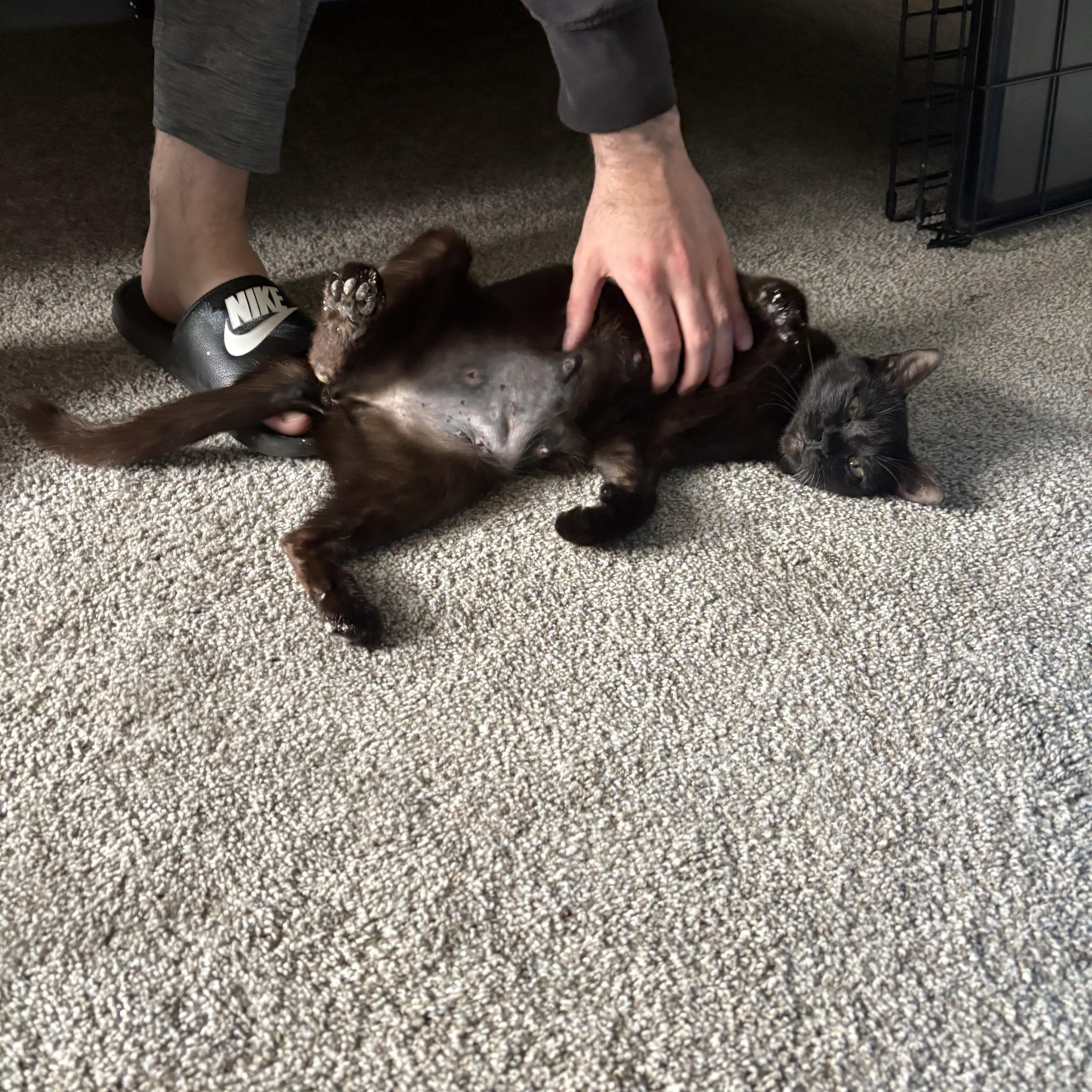 Ysera, an adoptable Domestic Medium Hair in Youngstown, FL, 32466 | Photo Image 6