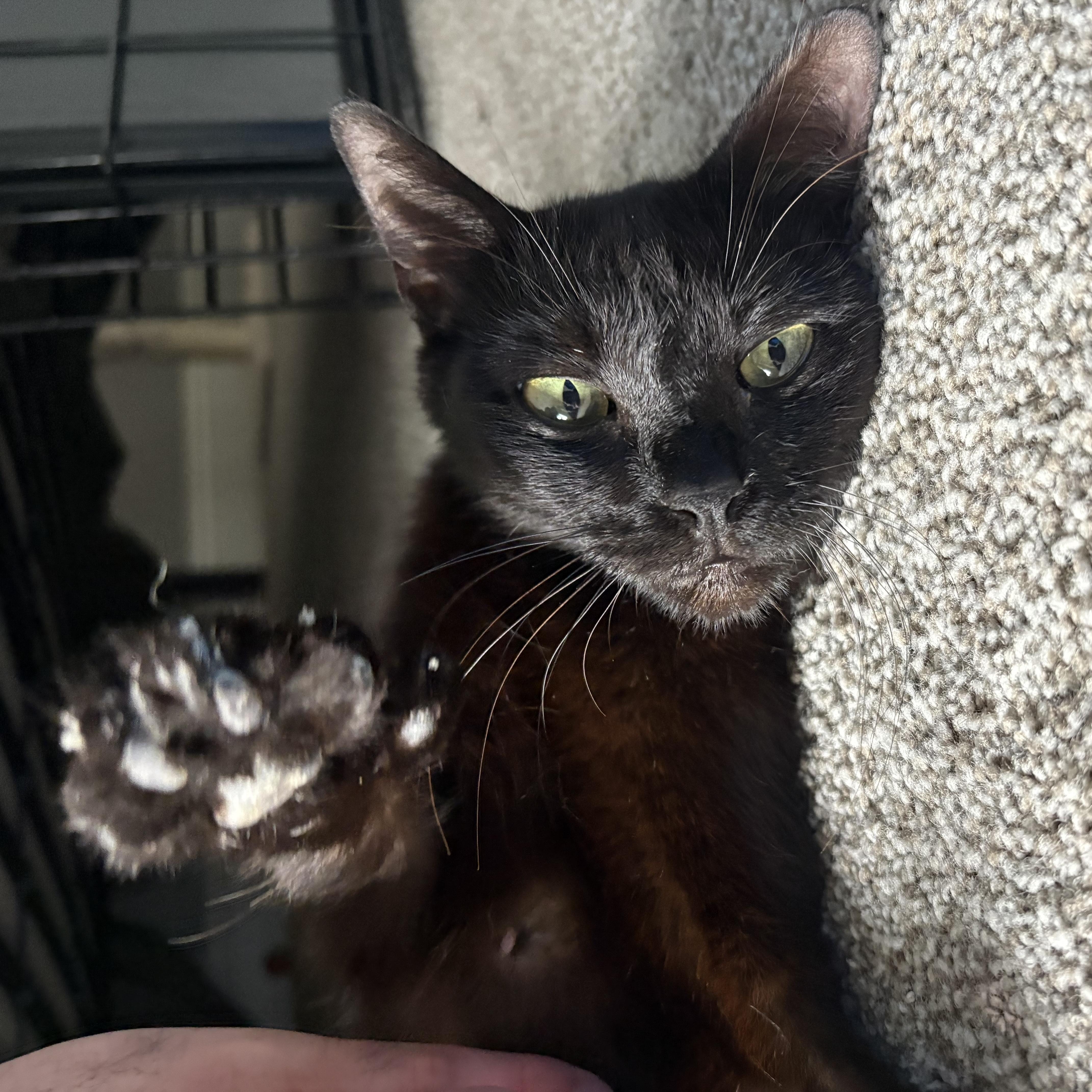 Ysera, an adoptable Domestic Medium Hair in Youngstown, FL, 32466 | Photo Image 4