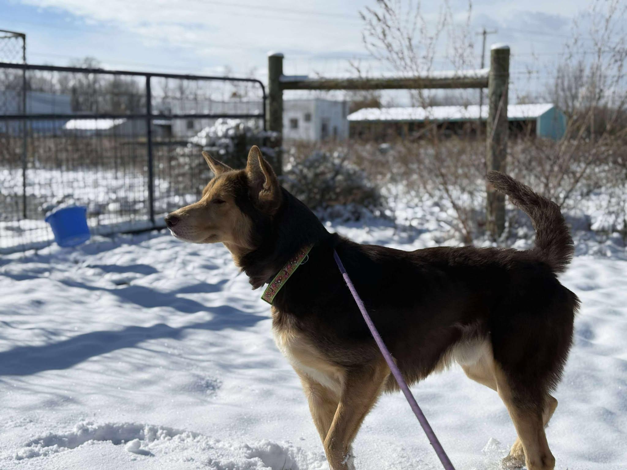 Hunter, Adoptable, Adult Male Husky & German Shepherd Dog.