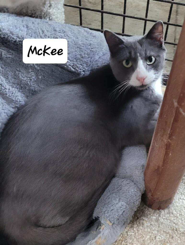 McKee, Adult Female unknown