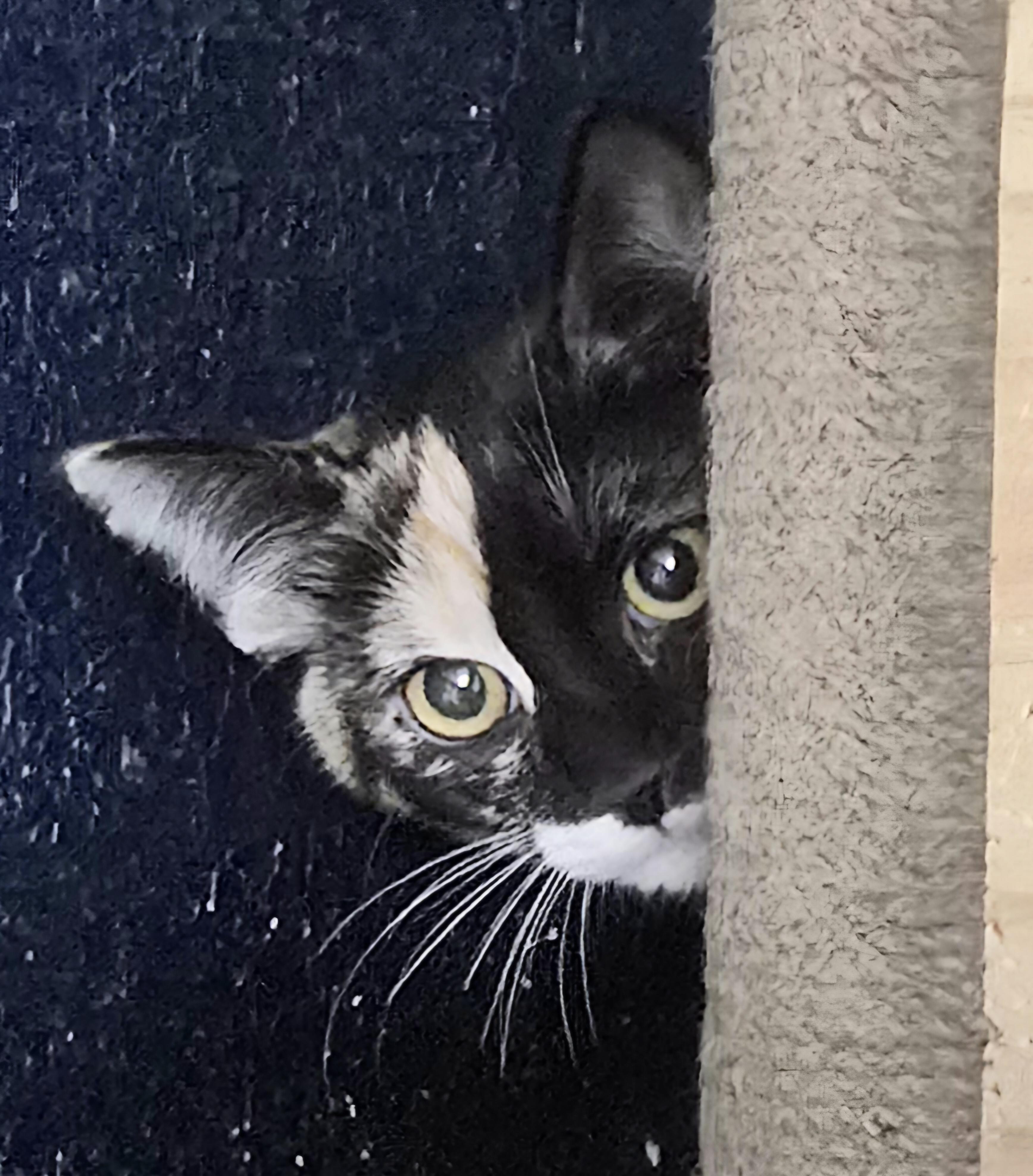 Harlequin, Adoptable, Kitten Female Calico.