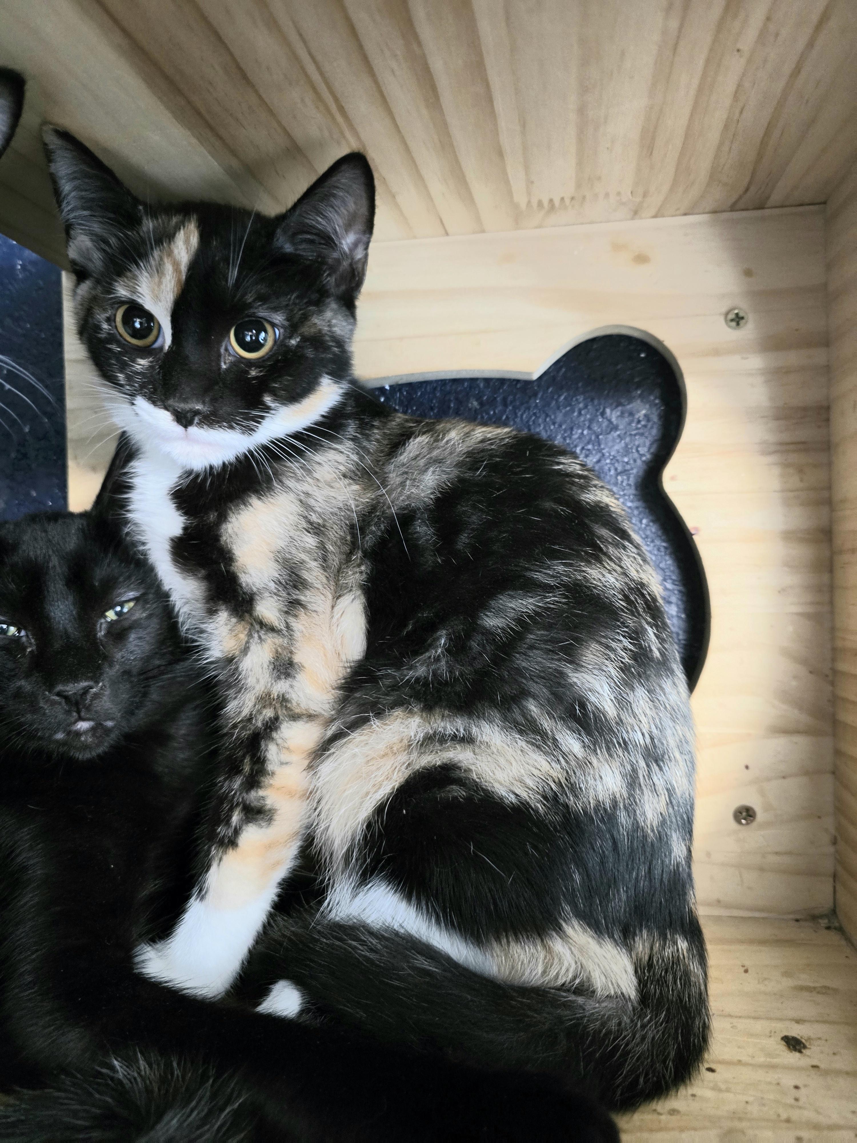 Enlarge Harlequin, a Adoptable Calico in Lacey, WA image 3/3
