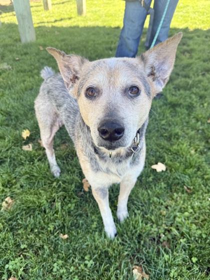 Gray, ADOPTABLE, Adult Male Mixed Breed.